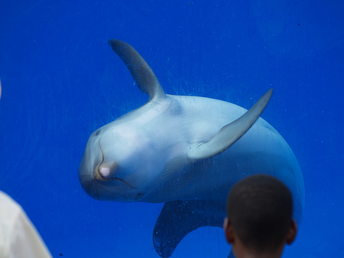 Marineland Florida Dolphin
